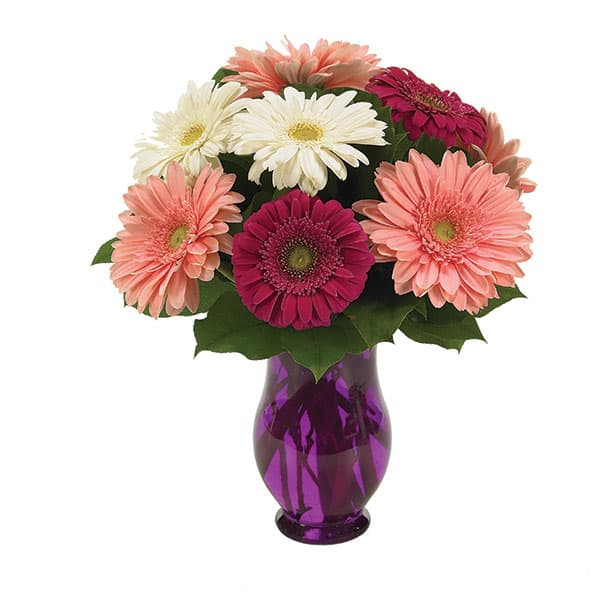 Gerbera Wishes