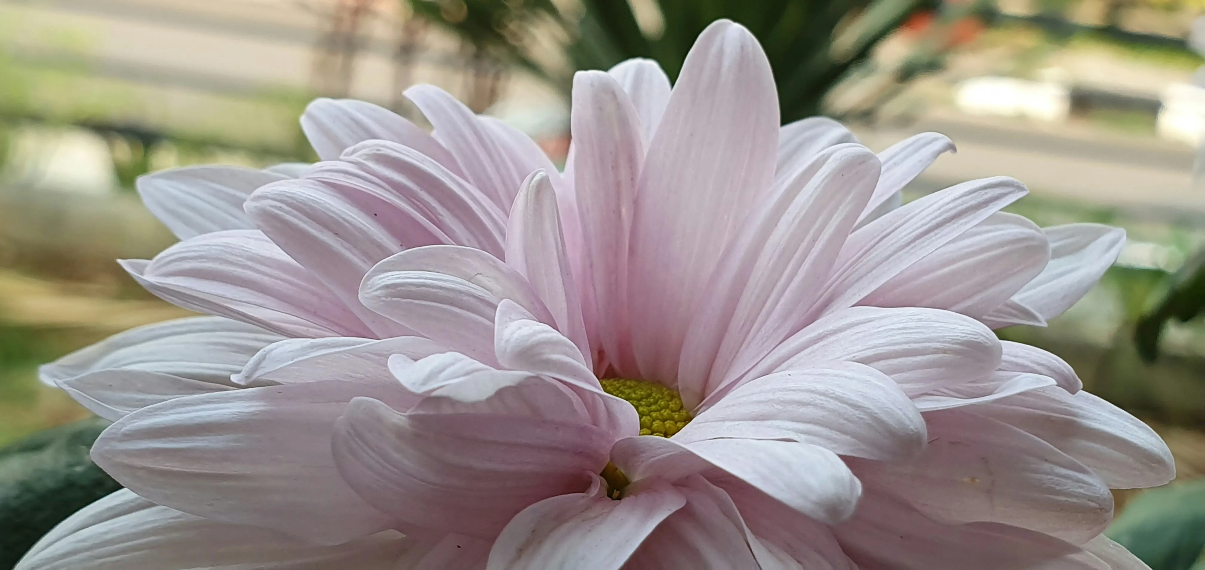 Healing with Flowers: How Hospital Bouquets Can Lift Spirits