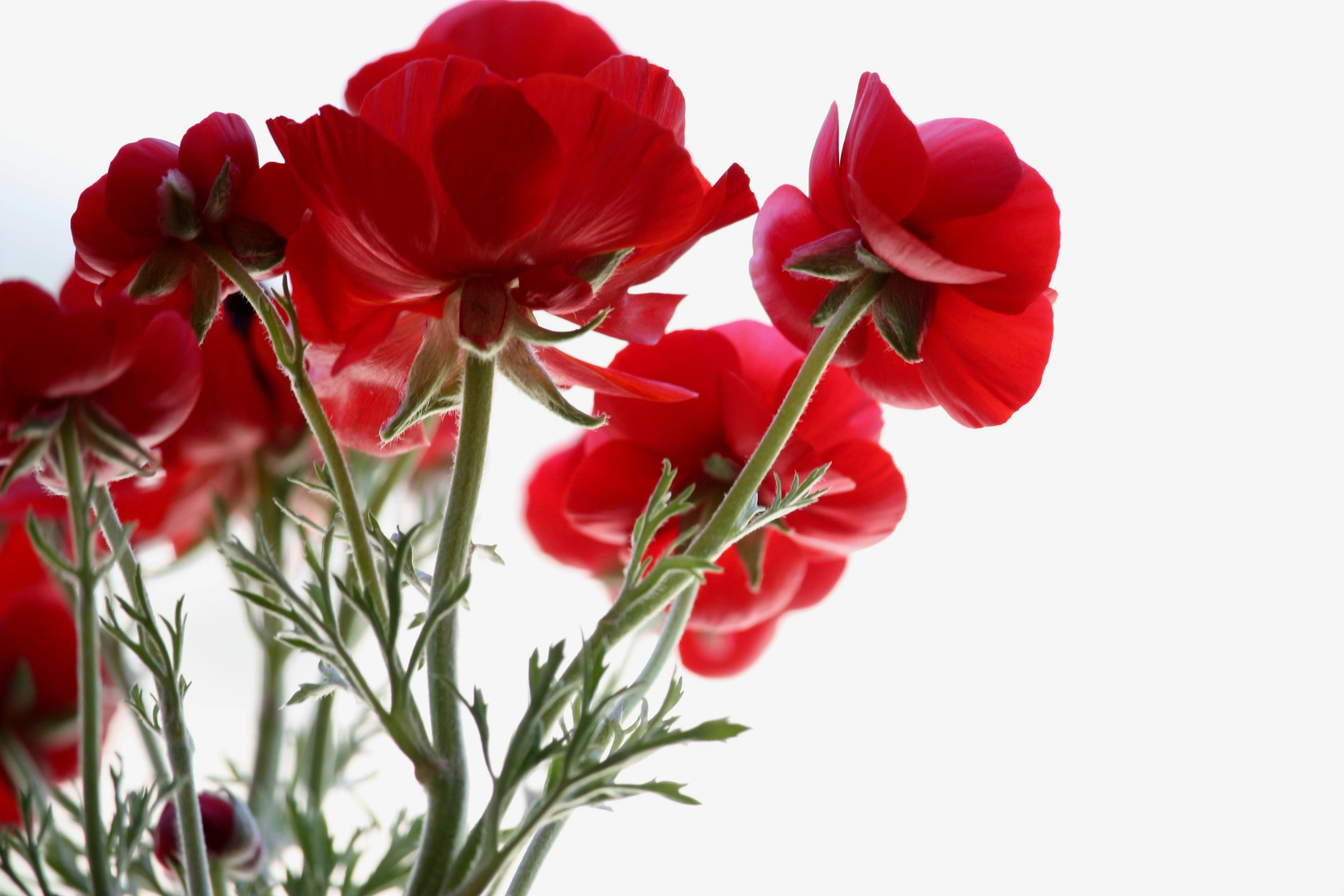 Send Roses Online | Red Roses Delivery & Rose Bouquet Delivery