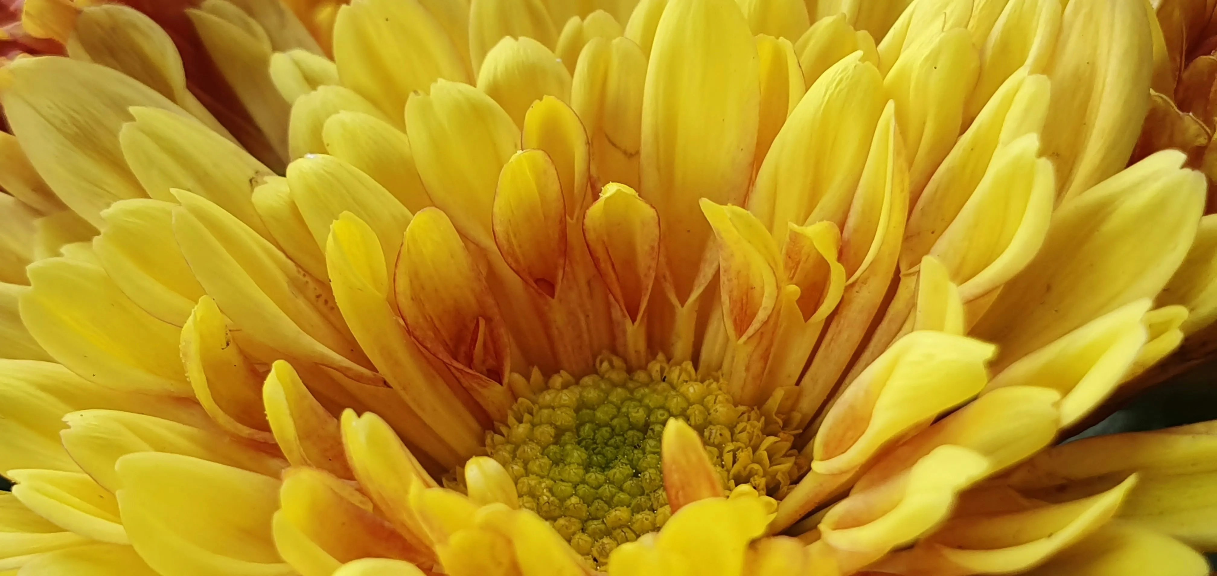 What to Write in a Get Well Card: Messages That Bring Comfort